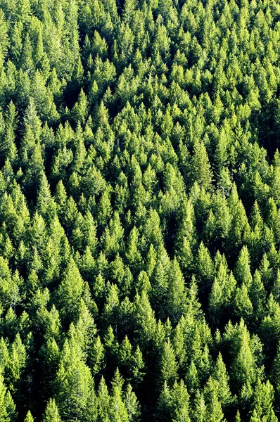 Bosque de pinos —  Fotos de Stock