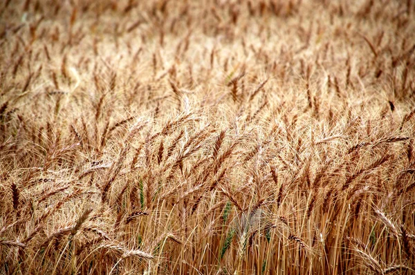 Grano de trigo — Foto de Stock