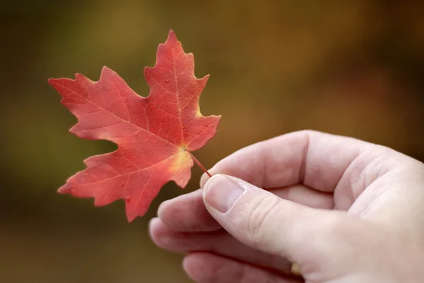 Gospodarstwa jesień liść — Zdjęcie stockowe