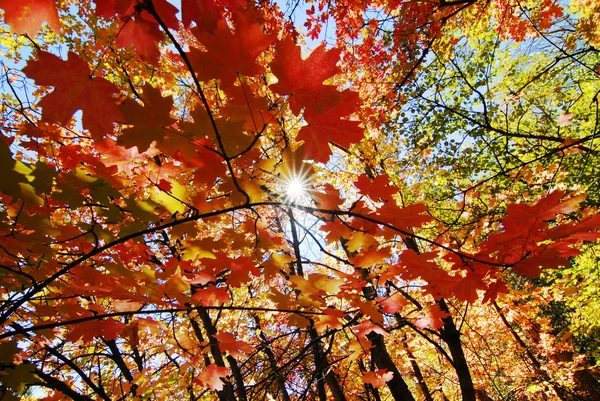 Herbst-Ahornblätter — Stockfoto