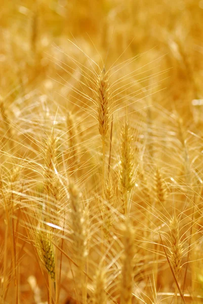 Wheat Grain — Stock Photo, Image