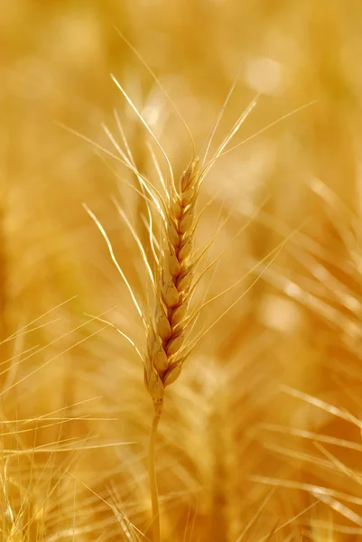 Pšeničné zrno — Stock fotografie