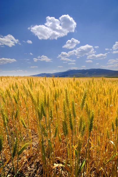 Пшеничное зерно — стоковое фото