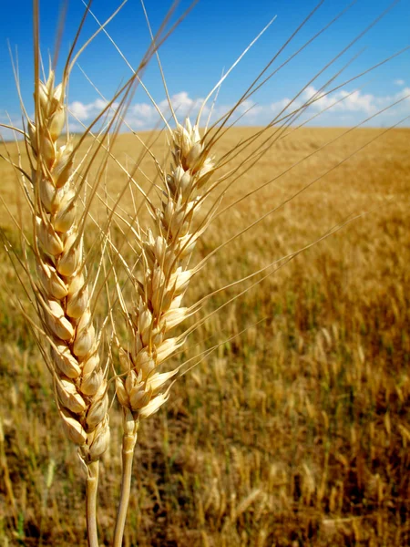 Buğday tahıl — Stok fotoğraf