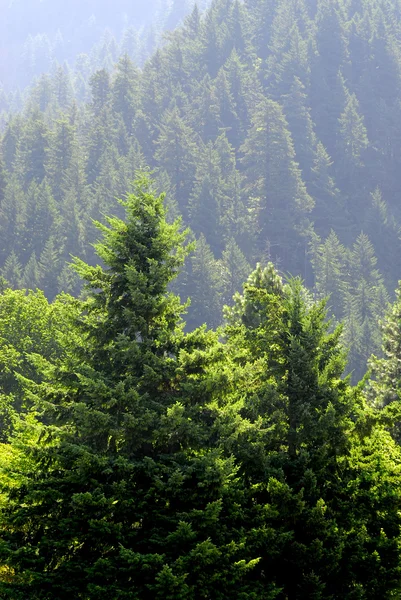 Forrest de pinheiros — Fotografia de Stock