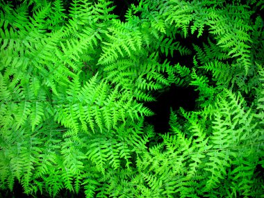 Lush Green Ferns clipart