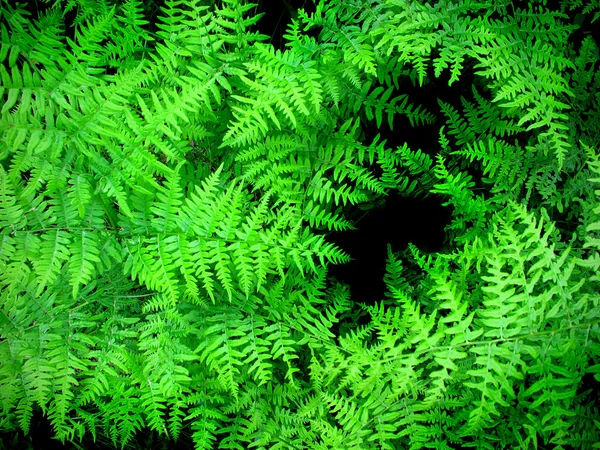 무성 한 녹색 식물 — 스톡 사진