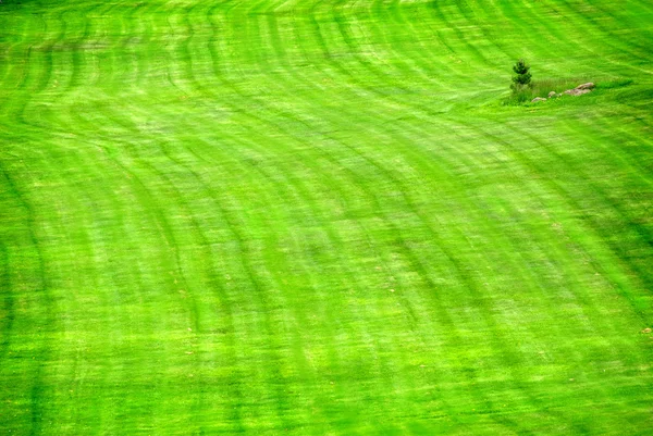Frodig grön gräsmatta — Stockfoto