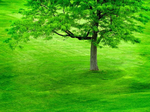Πράσινο δέντρο σε καταπράσινο λόφο — Φωτογραφία Αρχείου