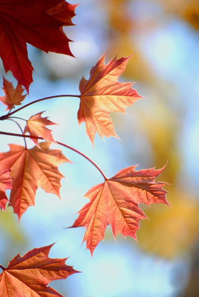 Fall Maple Leaves — Stock Photo, Image