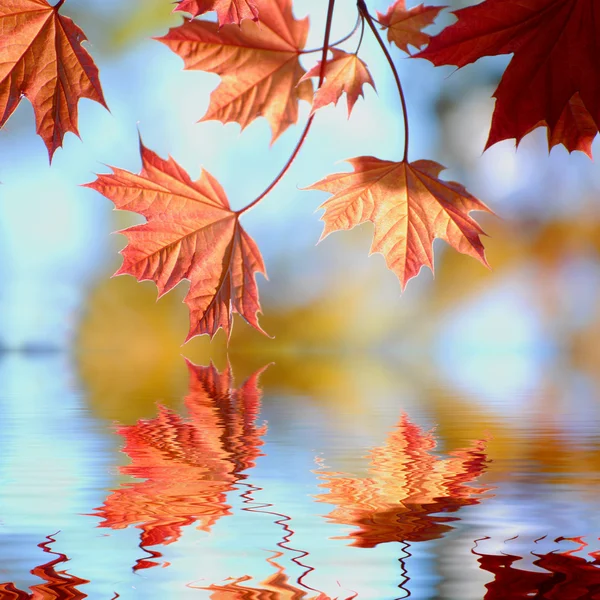 Fall Maple Leaves — Stock Photo, Image