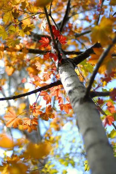 Vallen esdoorn bladeren — Stockfoto