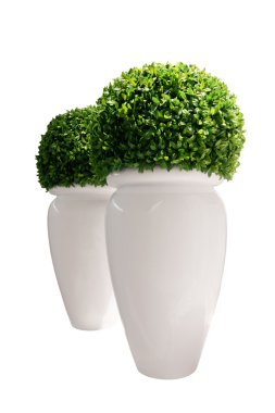 Vases with buxus isolated over white clipart