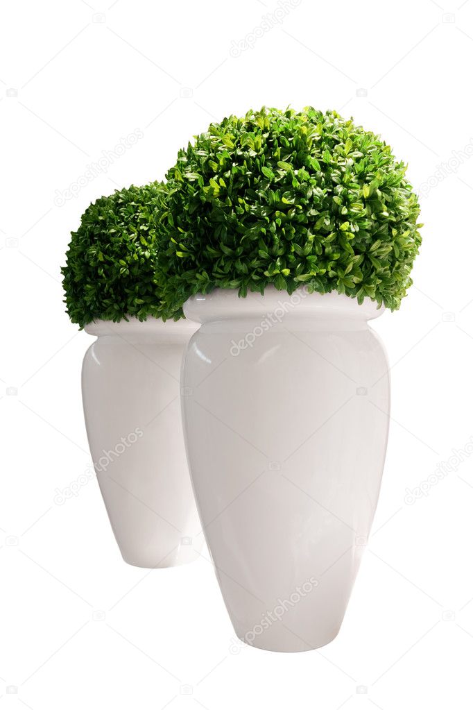 Vases with buxus isolated over white