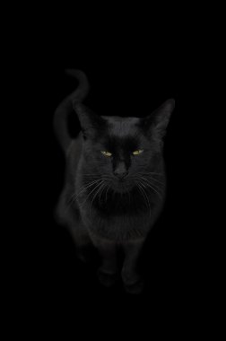 Black cat clipart