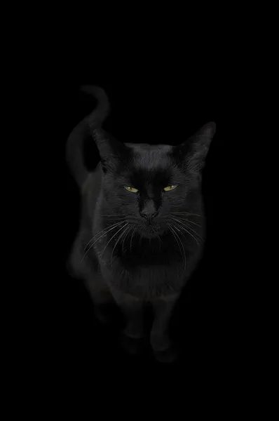 黑猫 — 图库照片#