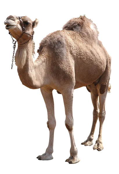 Верблюд — стокове фото