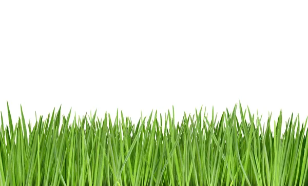 stock image Grass