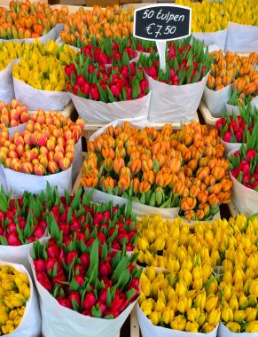 Tulips in Amsterdam clipart