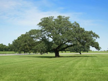 Oak tree clipart