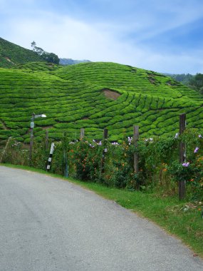 Road in Cameron Highlands clipart