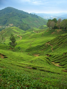 Tea plantations in Cameron Highlands clipart