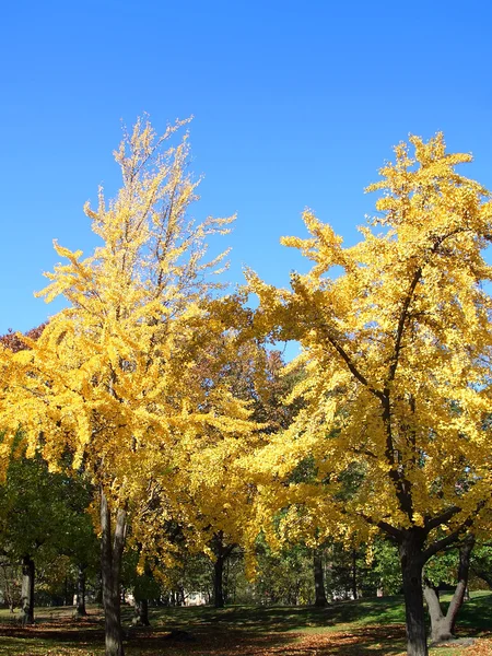 Central park sonbahar ağaç — Stok fotoğraf