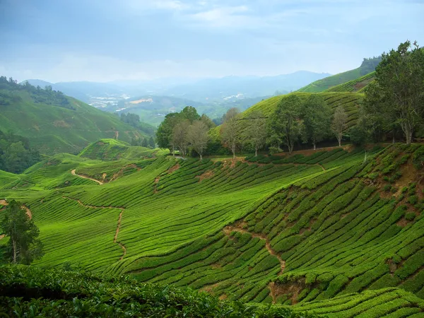Tea plantations in Cameron Highlands — Stock Photo, Image