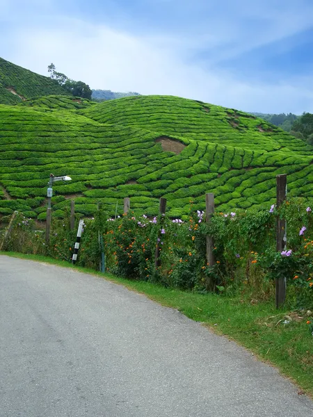 Road in Cameron Highlands — Stock Photo, Image
