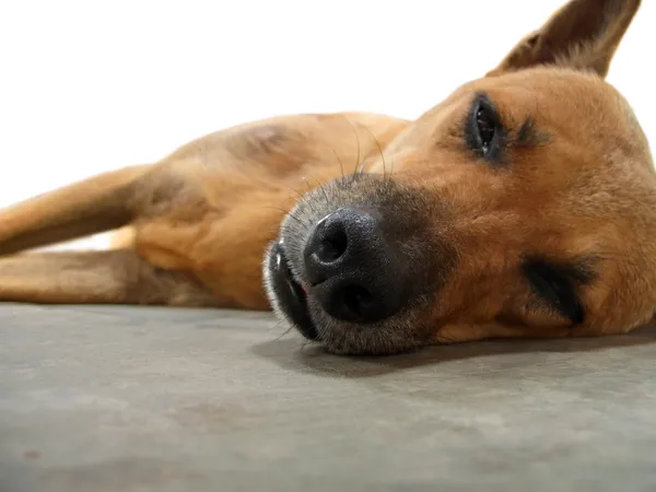 Perro cansado — Foto de Stock