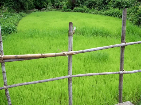 Dřevěný plot a malé rýžové pole — Stock fotografie