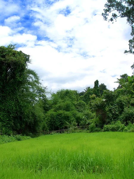 Pequeño campo de arroz en Tailandia — Foto de Stock
