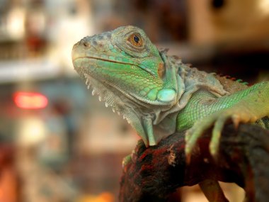 kentsel iguana