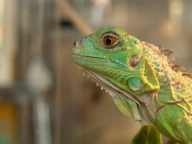 kentsel iguana, yan görünüm