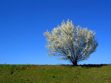 Isolated white blossoming cherry tree clipart