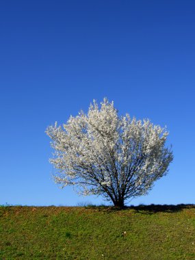 Isolated white blossoming cherry tree clipart