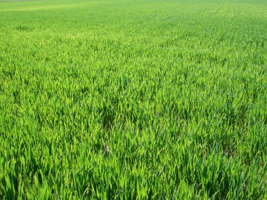 Green field background, near to horizon clipart