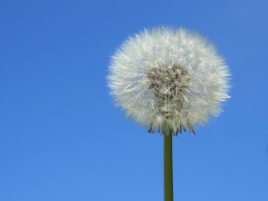 Dandelion over blue sky clipart