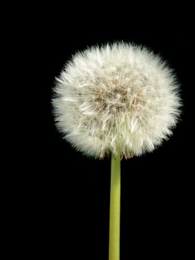 Dandelion over black clipart