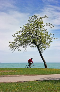 Yalnız bir ağaç tarafından geçen bisiklet