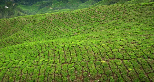 Çay ürün cameron Highlands, Malezya — Stok fotoğraf