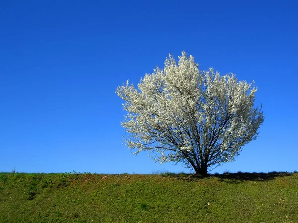Na białym tle biały drzewo Kwitnąca wiśnia — Zdjęcie stockowe