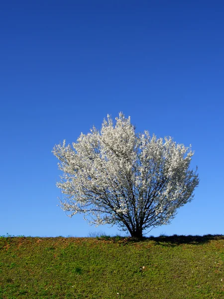 Изолированное белое цветущее вишневое дерево — стоковое фото