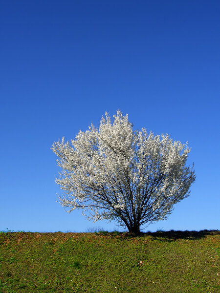 Isolated white blossoming cherry tree