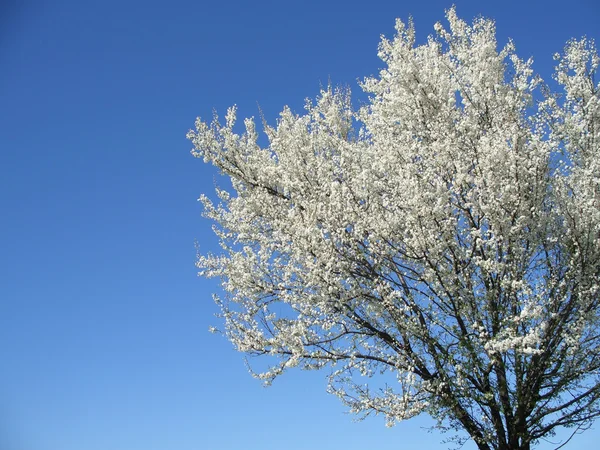Geïsoleerde witte bloei cherry tree — Stockfoto