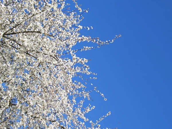 Cerezo blanco en flor — Foto de Stock