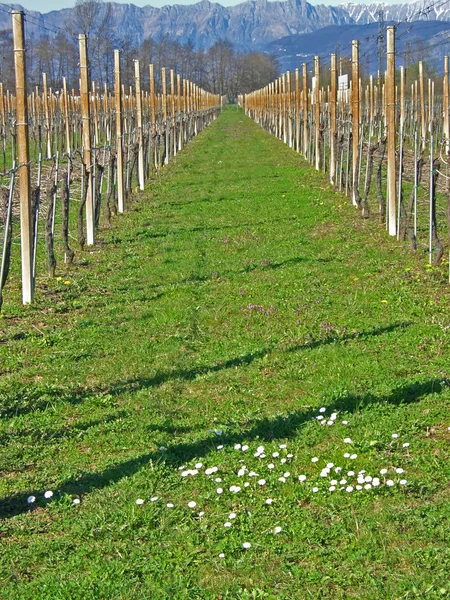 在早春的葡萄园 — 图库照片