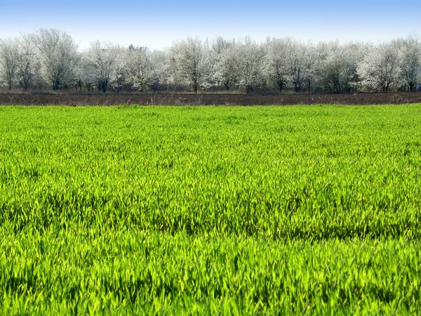 Groen veld en bloeiende bomen — Stockfoto
