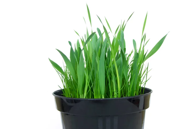 Vaso di erba gatta, metà — Foto Stock