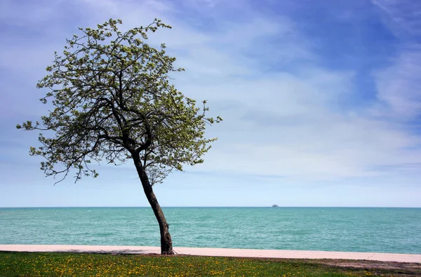 Árbol solitario junto al agua —  Fotos de Stock